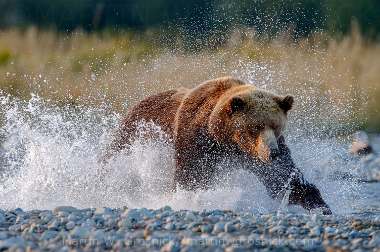 Splashing Bear