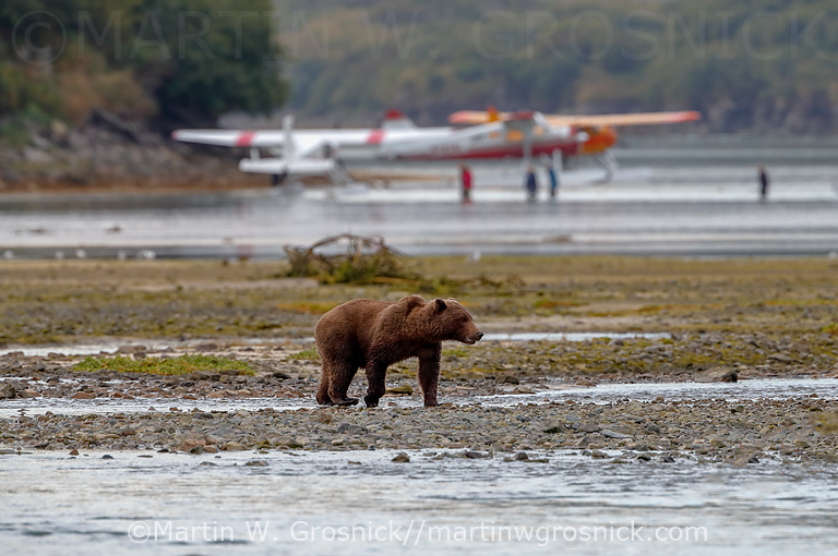 Bear and Airplanes