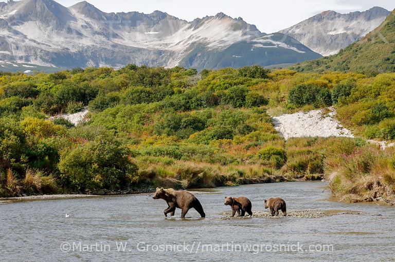 Sow and Cubs