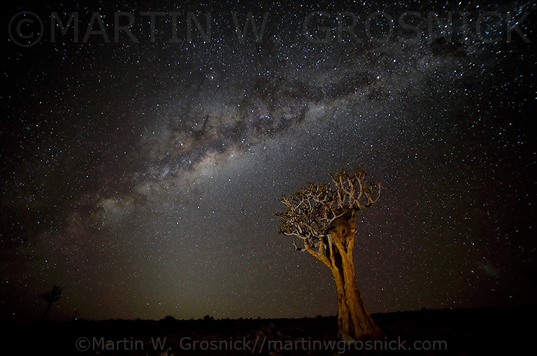 Milky Way & Quiver Tree