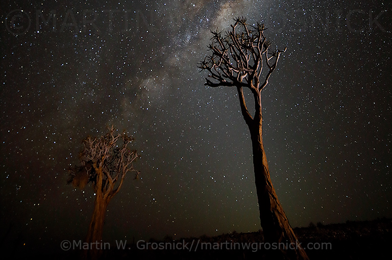 Milky Way & Quiver Trees