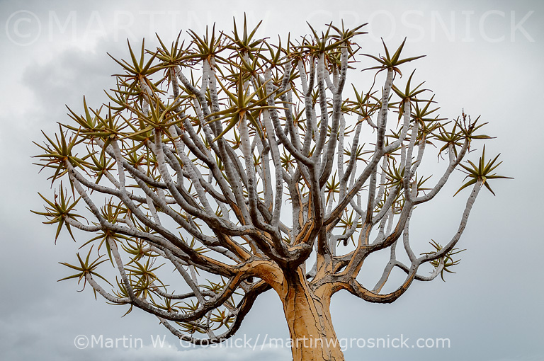 Quiver Tree