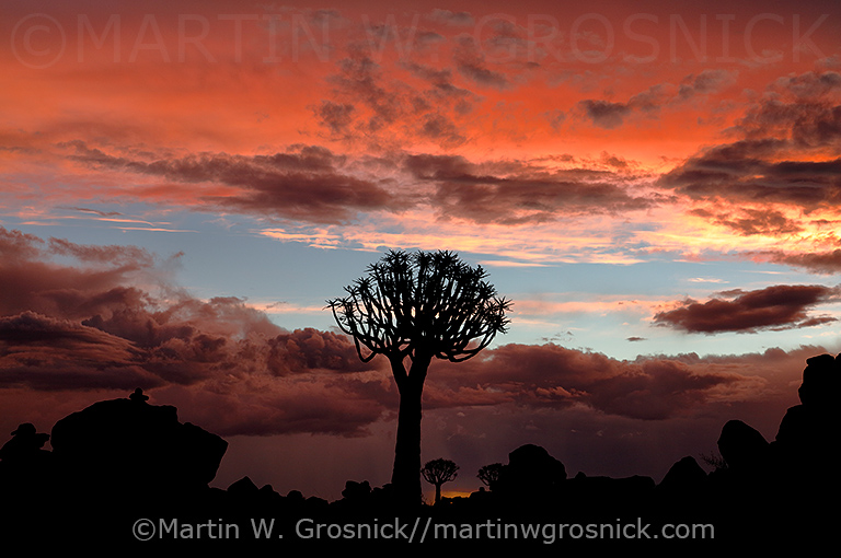 Quiver Tree Sunset