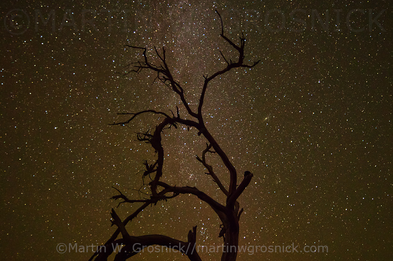 Mesquite Tree & Milky Way