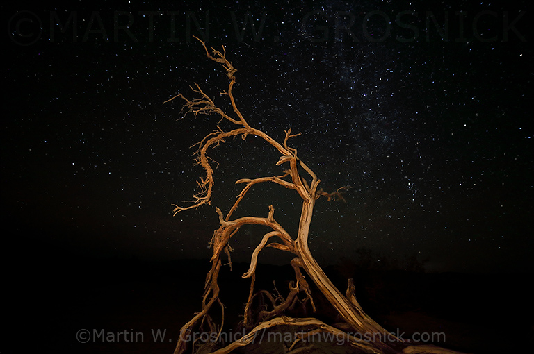 Tree & Stars
