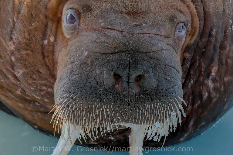 Walrus