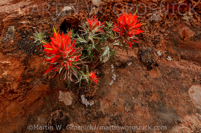 Slickrock Paintbrush